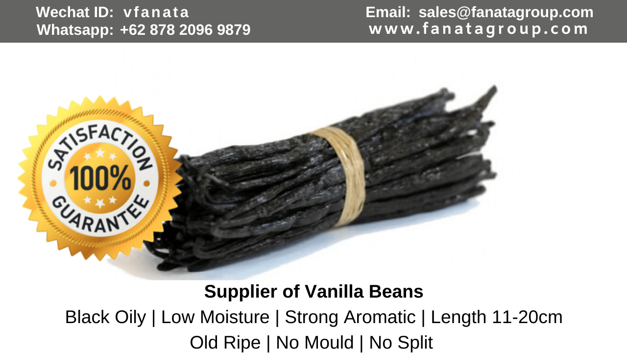 planifolia tahitian Vanilla Bean Suppliers In India vanilla bean extract